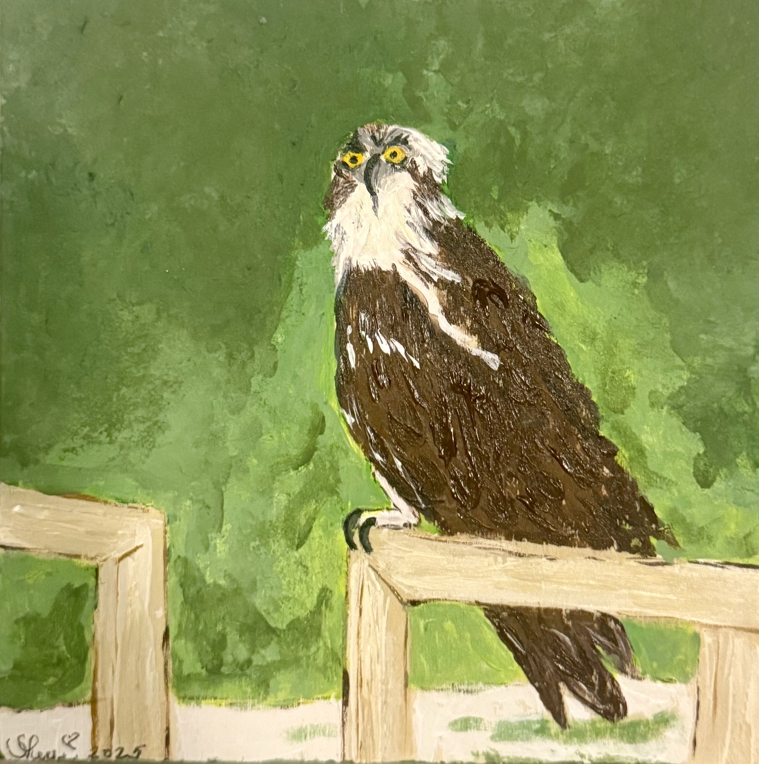 Osprey perched on a pale fence against a green background