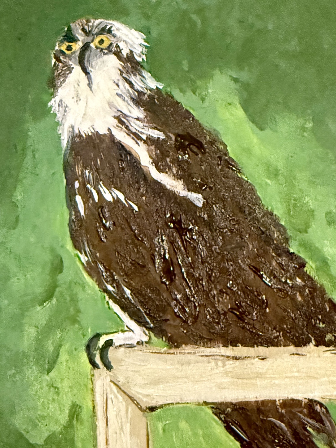 Close-up of the osprey's white face and brown feathers