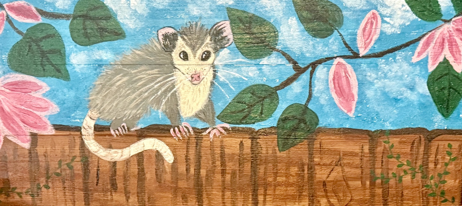 Opossum on a fence among pink blossoms